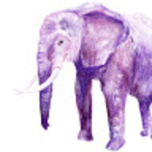 Meet your Posher, Llamas